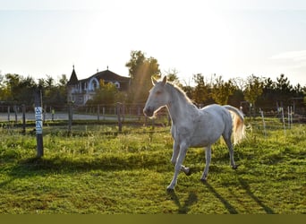 Guesthouse with a horse stable for sale in the city of waters, Tata (Hungary)