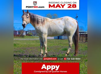 Pony of the Americas, Wallach, 5 Jahre, 142 cm, Buckskin, in Horton,