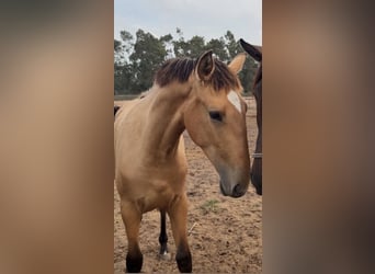 Lusitano, Merrie, 1 Jaar, 163 cm, Buckskin, in Caldas da Rainha