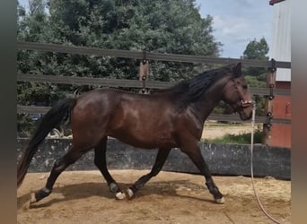 PRE Mestizo, Semental, 3 años, 160 cm, Castaño oscuro, in Valderrobres