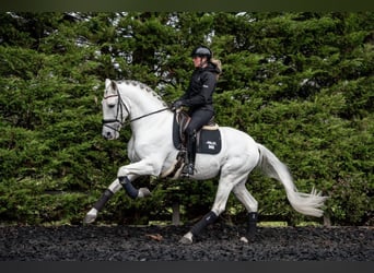 PRE, Stallion, 13 years, 16.1 hh, Gray, in Cambridgeshire,