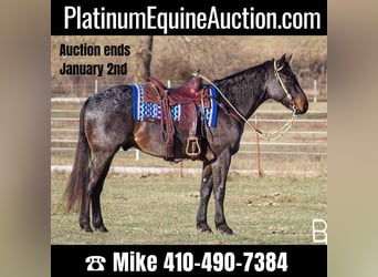 American Quarter Horse, Gelding, 6 years, Roan-Bay, in Mountain Grove MO,