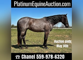American Quarter Horse, Wallach, 7 Jahre, Roan-Blue, in Byers TX,