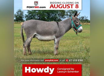 Donkey, Gelding, 4 years, 9 hh, Gray, in Halfway, MO,