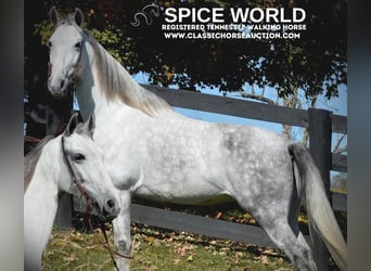 Tennessee Walking Horse, Giumenta, 5 Anni, 142 cm, Grigio, in Hustonville, KY,