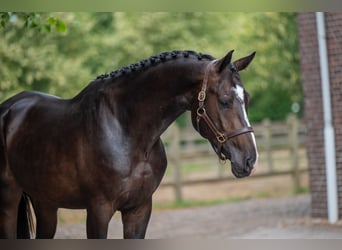 KWPN, Hengst, 3 Jaar, Zwart, in GROTE-BROGEL