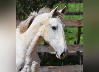 Andalusian, Stallion, 3 years, 16.2 hh, Gray, in Mallorca,