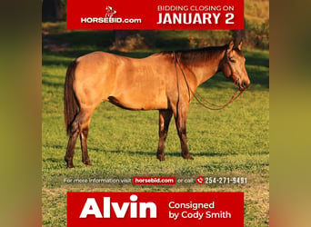 Quarter horse américain, Hongre, 11 Ans, 152 cm, Buckskin, in Stephenville, TX,