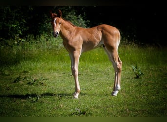 American Quarter Horse, Stallion, 1 year, Chestnut-Red, in Memmingen
