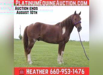American Quarter Horse, Wallach, 7 Jahre, 124 cm, Dunkelfuchs, in Princeton, MO