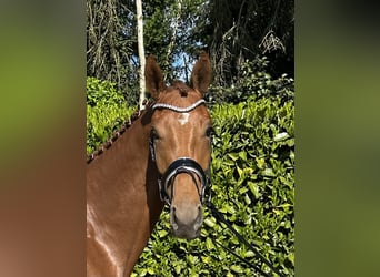 Caballo castrado 3 años