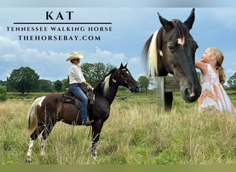 Tennessee Walking Horse, Wallach, 13 Jahre, 168 cm, Tobiano-alle-Farben, in Paron, AR,