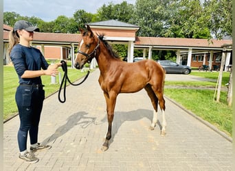 Oldenburger Springpaard, Merrie, veulen (04/2024), Bruin, in Zülpich,