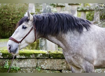 PRE, Stallion, 5 years, 15.2 hh, Gray, in Ourense,