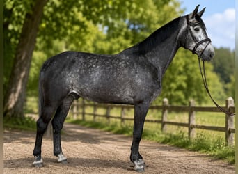 Koń hanowerski, Wałach, 5 lat, 174 cm, Siwa, in Rhade