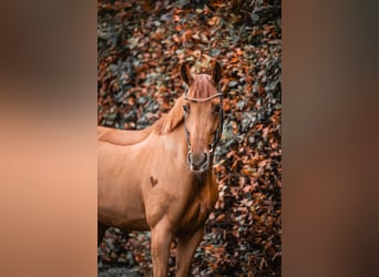 Westfale, Stute, 7 Jahre, 166 cm, Fuchs, in Oberderdingen