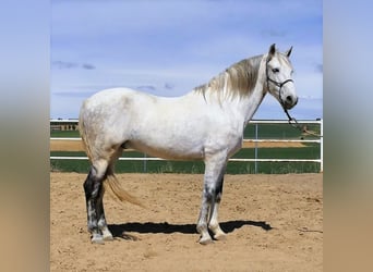 PRE Mix, Gelding, 10 years, 15.2 hh, Gray, in Zamora,