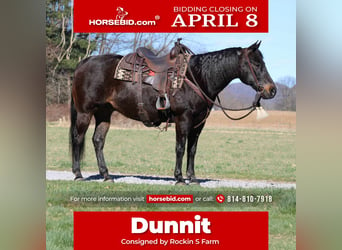 American Quarter Horse, Gelding, 15 years, 15.1 hh, Bay, in Rebersburg,