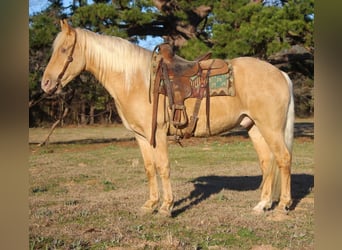 Tennessee walking horse, Caballo castrado, 13 años, 155 cm, Palomino, in Rusk TX,