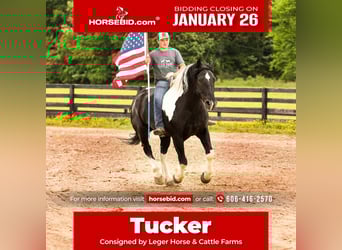 Draft Horse Mix, Castrone, 9 Anni, 163 cm, Pezzato, in Crab Orchard