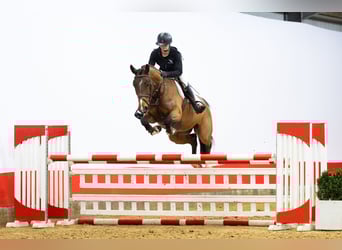 Zangersheide, Caballo castrado, 6 años, 163 cm, , in Waddinxveen