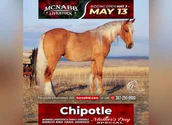 Gypsy Horse, Mare, 2 years, 13.1 hh, Palomino, in Cody,