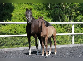 German Sport Horse, Stallion, Foal (03/2026), 16.1 hh, Black, in Neckargemünd