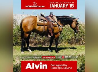 American Quarter Horse, Gelding, 7 years, 15 hh, Dun, in Joy, IL,