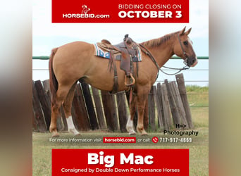 Quarter horse américain Croisé, Hongre, 13 Ans, 160 cm, Alezan dun, in Cushing, OK,