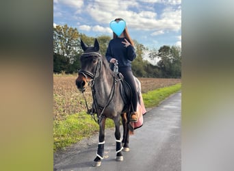 Reitbeteiligung RsP  NRW 