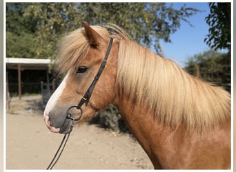 Islandpferd, Hengst, 5 Jahre, 138 cm, Fuchs, in Bad Honnef