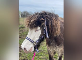 Icelandic Horse, Mare, 6 years, 13.2 hh, , in Blunk