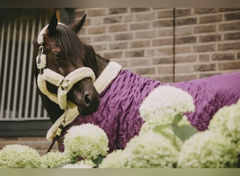 Trakehner, Stallone, 8 Anni, 171 cm, Morello, in Dreieich,