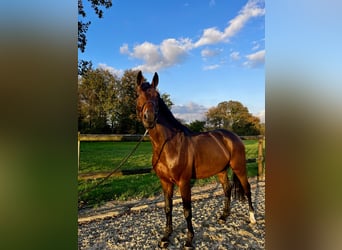 Gelding 7 years