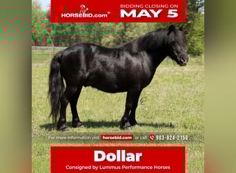 Meer ponys/kleine paarden, Ruin, 4 Jaar, 94 cm, Zwart, in Bloomburg, TX,