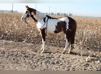 American Quarter Horse, Gelding, 11 years, 15 hh, Overo-all-colors, in El Paso, TX,