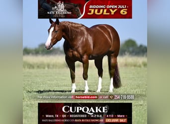 American Quarter Horse, Mare, 4 years, Sorrel, in Waco
