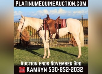 Quarter horse américain, Hongre, 10 Ans, 152 cm, Cremello, in Pleasant Grove CA,