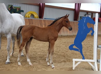 Holstein, Mare, Foal (05/2024), Brown-Light, in Langwedel,