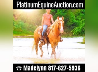 Quarter horse américain, Hongre, 9 Ans, 155 cm, Palomino, in Bluff Dale TX,