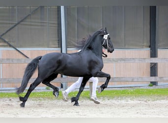 Friesian horses, Mare, 6 years, 16 hh, Black, in Hollandscheveld,