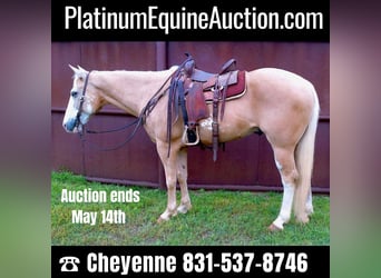 Quarter horse américain, Hongre, 11 Ans, 155 cm, Palomino, in Weatherford TX,