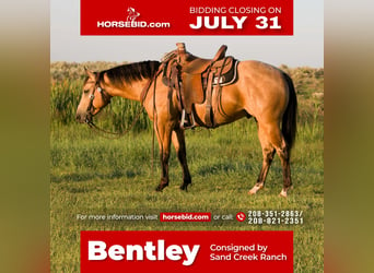 American Quarter Horse, Gelding, 5 years, 14.3 hh, Buckskin, in Saint Anthony, ID,