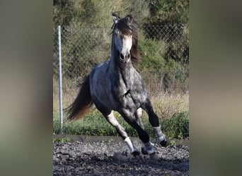 PRE, Stallion, 6 years, 16.1 hh, Gray, in Mallorca,