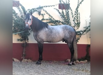 PRE Mix, Ogier, 8 lat, 168 cm, Siwa, in AlcoluMalaga