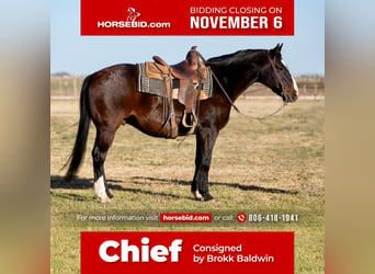 Quarter horse américain, Hongre, 10 Ans, 155 cm, Bai, in Amarillo,
