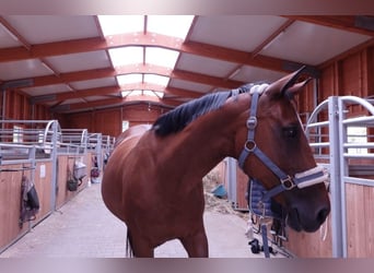 KWPN, Merrie, 15 Jaar, 160 cm, Bruin, in Gaienhofen