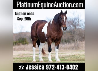 American Quarter Horse, Gelding, 10 years, Tobiano-all-colors, in Ravenna TX,