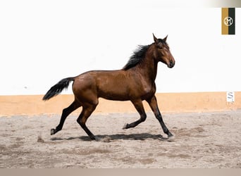 PRE, Stallion, 3 years, 16.1 hh, Brown, in Albacete, Spain,
