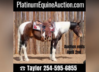 Quarter horse américain, Hongre, 13 Ans, 157 cm, Tobiano-toutes couleurs, in Morgan Mill TX,